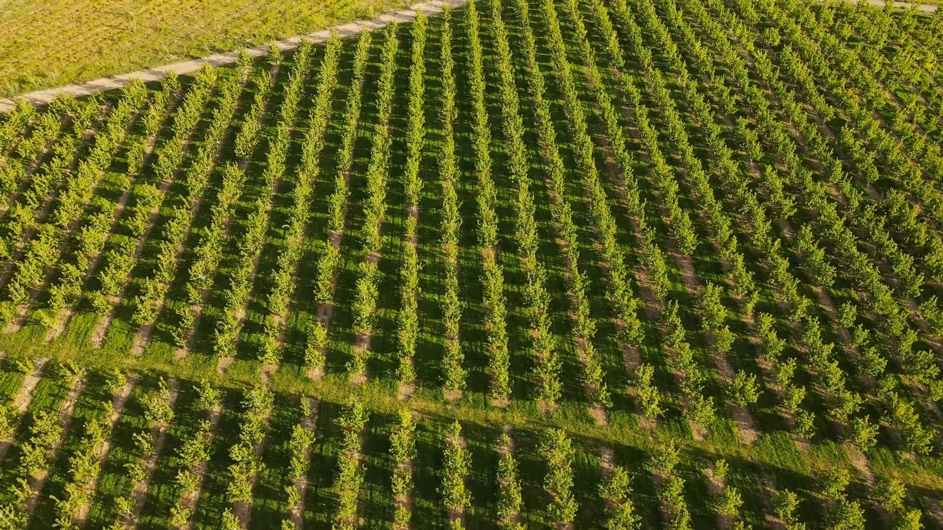 An aerial flyover of rolling farmland scanned by Orchard's FruitScope Vision system